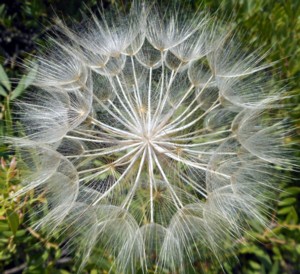 Macro